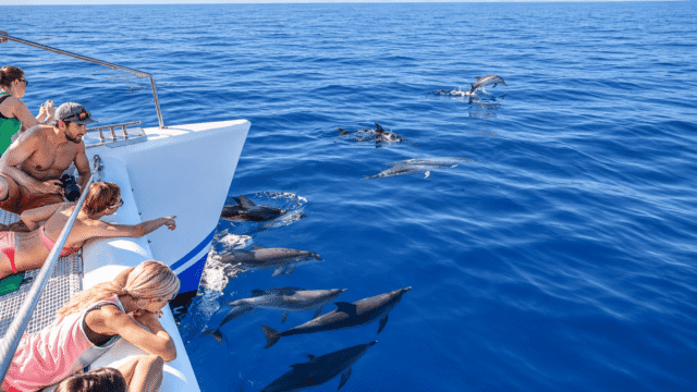 Dolphins beside a catamaran on a whale-watching trip in Madeira