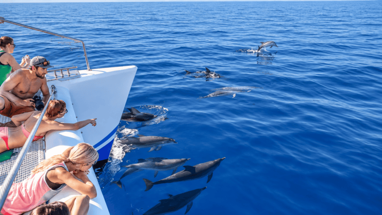Dolphins beside a catamaran on a whale-watching trip in Madeira