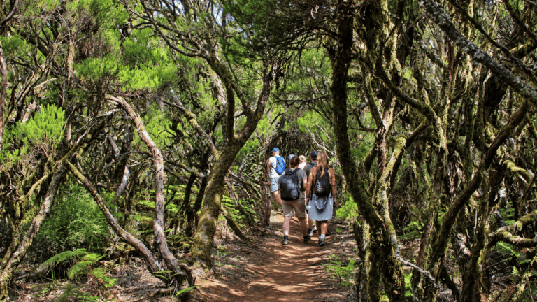 Levada hiking near Fanal Forest in Madeira
