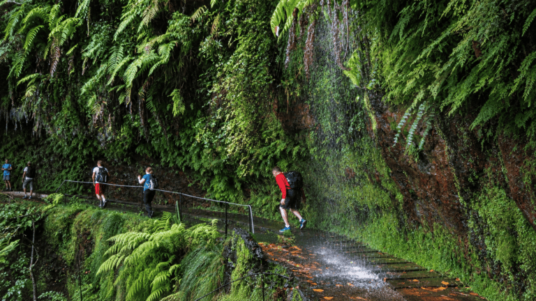 Levada walk through Madeira's laurel forest near Ribeiro Frio