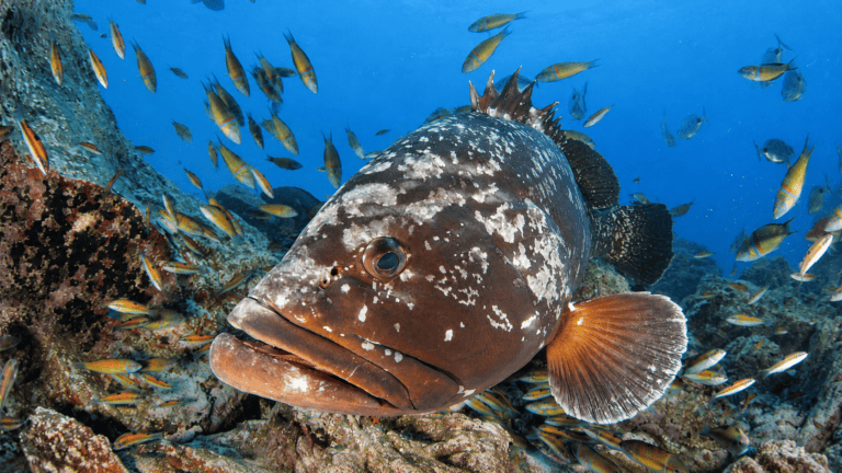 Marine life seen while scuba diving in Madeira