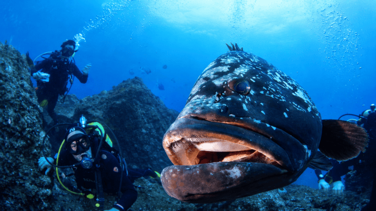 Scuba diving among marine life in Madeira