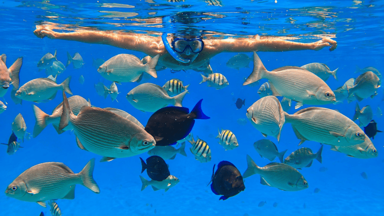 Snorkelling with fish in Madeira