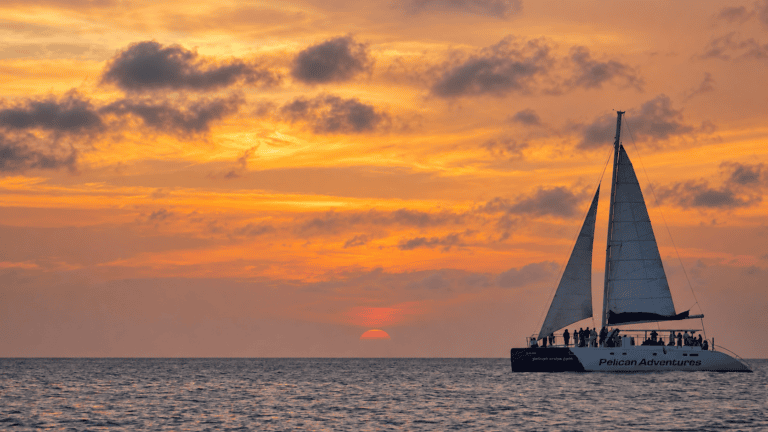 Sunset whale-watching catamaran trip in Madeira