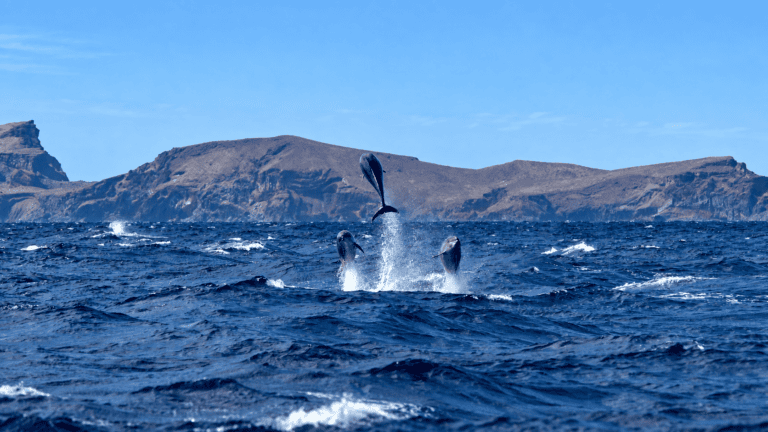Whale and dolphin sighting in the Atlantic Ocean off Madeira