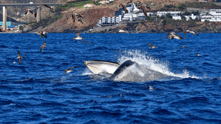 Whale and dolphin sighting off the Madeira coast