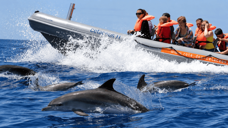 Dolphin watching from a speedboat in Madeira