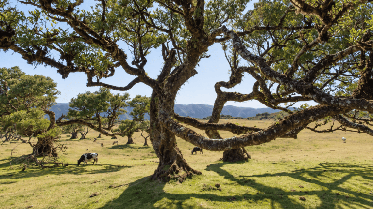 Ancient laurel trees in Fanal Forest, Madeira
