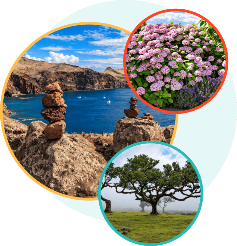 Madeira landscapes with Ponta de São Lourenço, hydrangeas and Fanal Forest