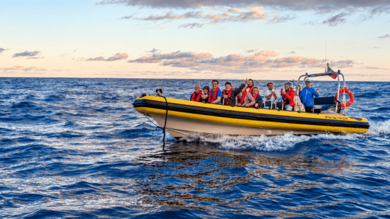 Whale and dolphin watching sea safari in Madeira