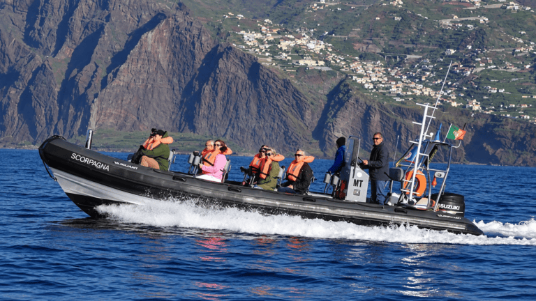 Whale and dolphin watching by speedboat in Madeira