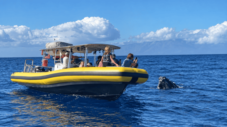 Whale and dolphin watching by speedboat in the open sea off Madeira