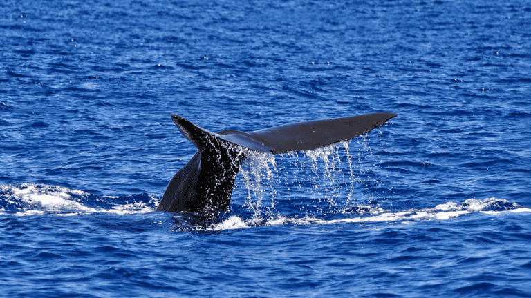 Whale tail seen on a whale-watching trip in Madeira