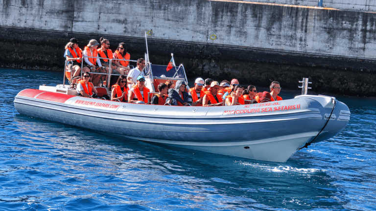 Whale-watching speedboat trip in Madeira